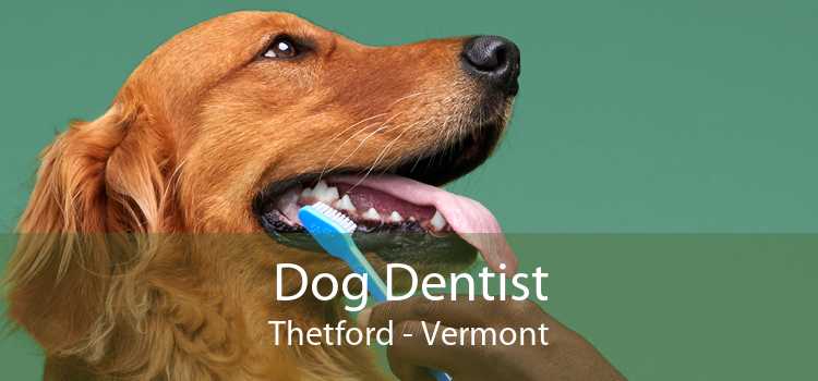 Dog Dentist Thetford - Vermont