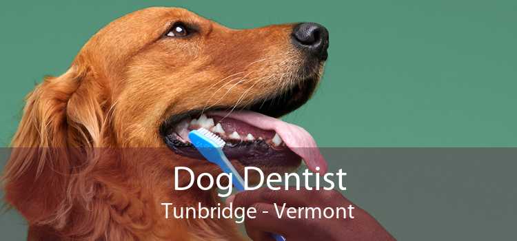 Dog Dentist Tunbridge - Vermont