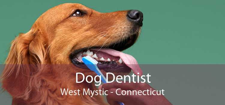 Dog Dentist West Mystic - Connecticut