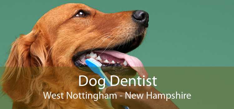 Dog Dentist West Nottingham - New Hampshire
