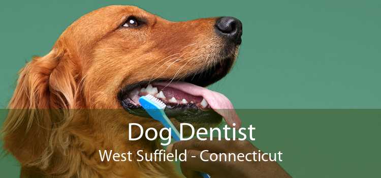 Dog Dentist West Suffield - Connecticut