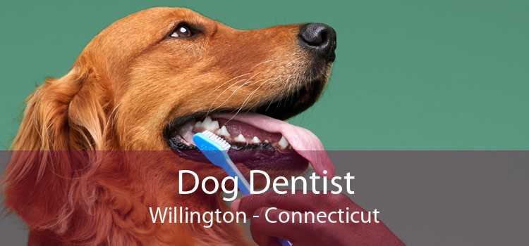 Dog Dentist Willington - Connecticut