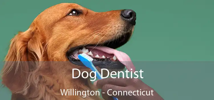 Dog Dentist Willington - Connecticut
