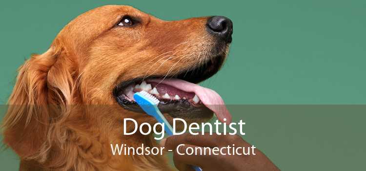 Dog Dentist Windsor - Connecticut