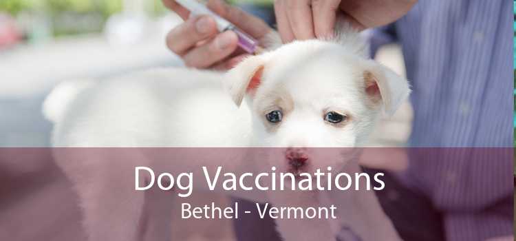 Dog Vaccinations Bethel - Vermont