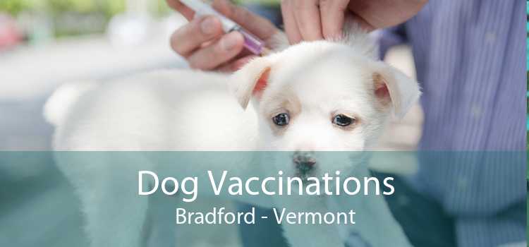Dog Vaccinations Bradford - Vermont
