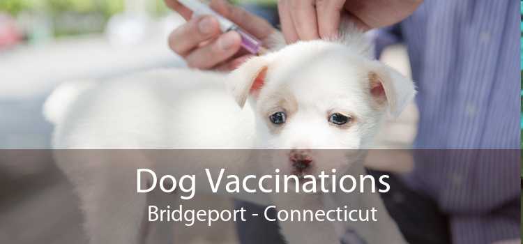 Dog Vaccinations Bridgeport - Connecticut