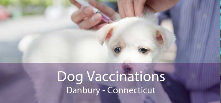 Dog Vaccinations Danbury - Connecticut