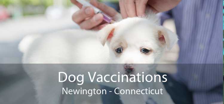 Dog Vaccinations Newington - Connecticut