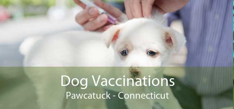 Dog Vaccinations Pawcatuck - Connecticut