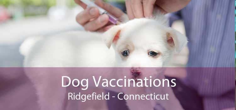 Dog Vaccinations Ridgefield - Connecticut