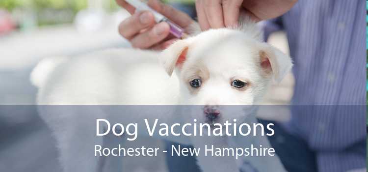 Dog Vaccinations Rochester - New Hampshire