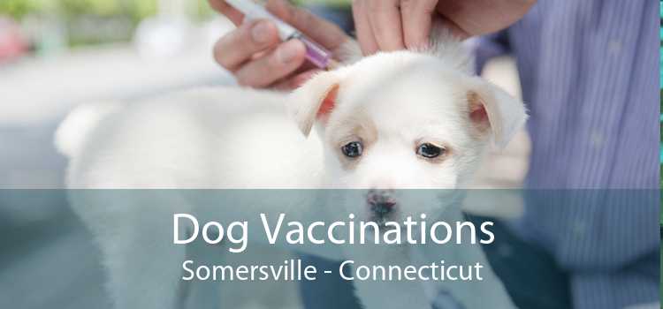 Dog Vaccinations Somersville - Connecticut