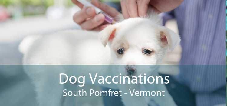 Dog Vaccinations South Pomfret - Vermont