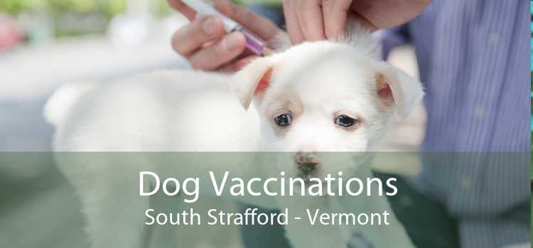 Dog Vaccinations South Strafford - Vermont