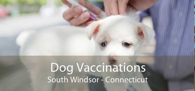 Dog Vaccinations South Windsor - Connecticut