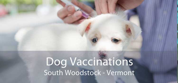 Dog Vaccinations South Woodstock - Vermont