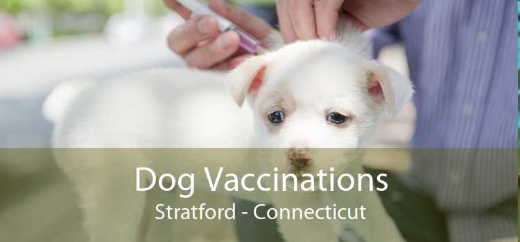 Dog Vaccinations Stratford - Connecticut