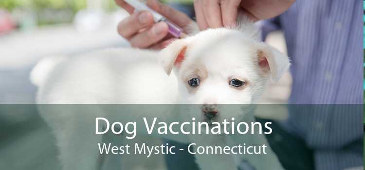Dog Vaccinations West Mystic - Connecticut