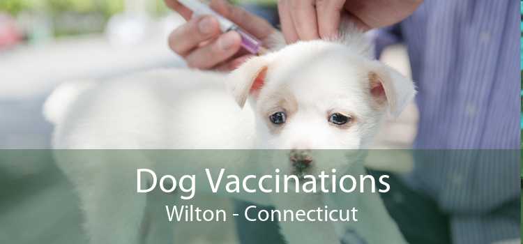 Dog Vaccinations Wilton - Connecticut