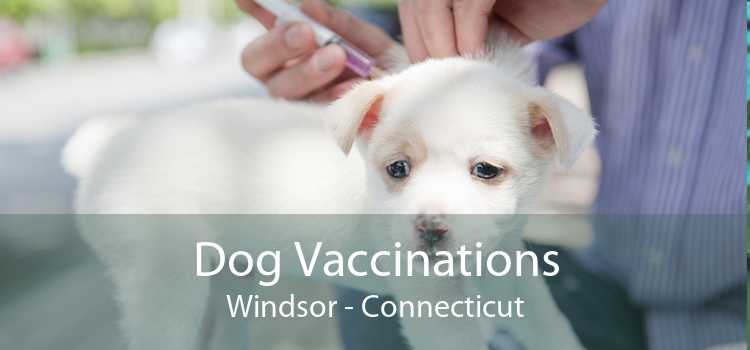 Dog Vaccinations Windsor - Connecticut