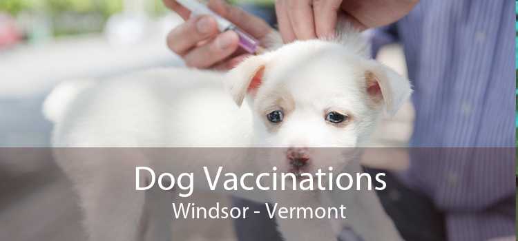 Dog Vaccinations Windsor - Vermont
