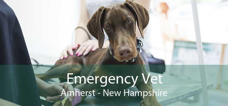 Emergency Vet Amherst - New Hampshire