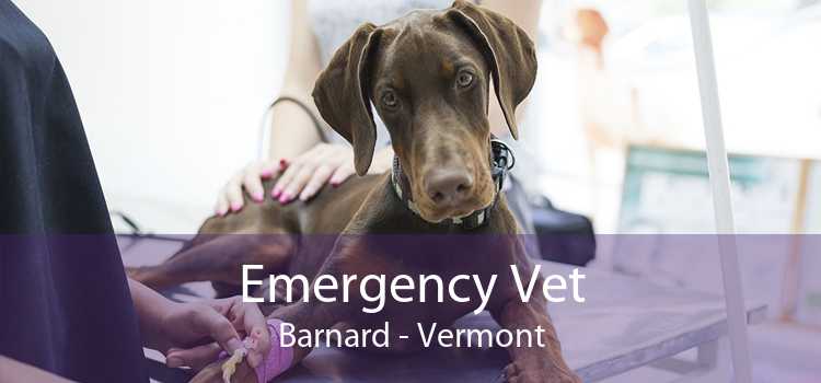 Emergency Vet Barnard - Vermont