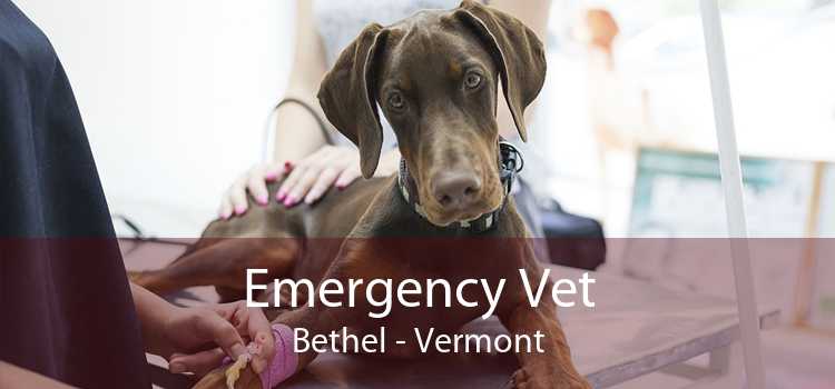 Emergency Vet Bethel - Vermont