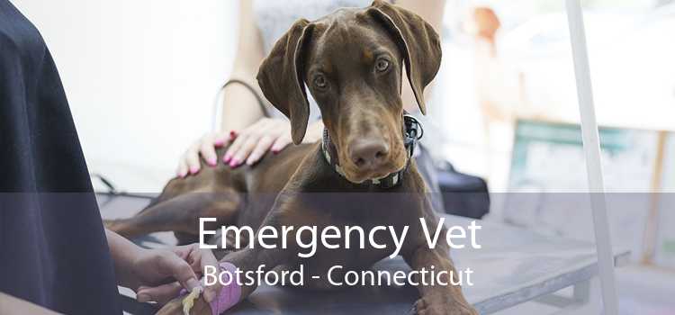 Emergency Vet Botsford - Connecticut