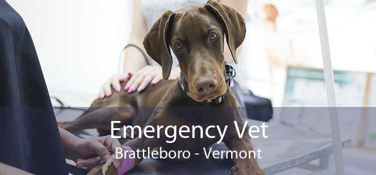 Emergency Vet Brattleboro - Vermont