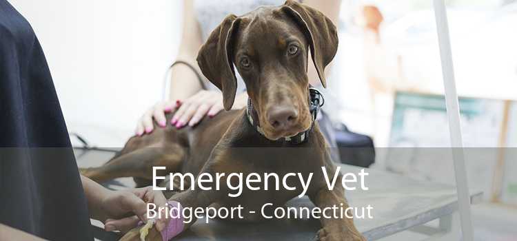 Emergency Vet Bridgeport - Connecticut