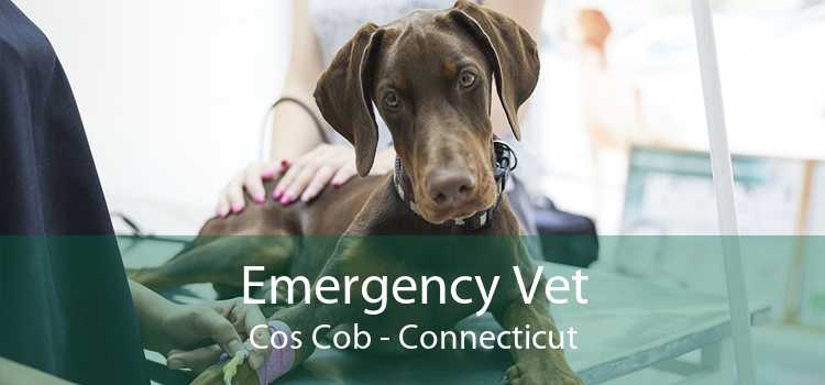 Emergency Vet Cos Cob - Connecticut