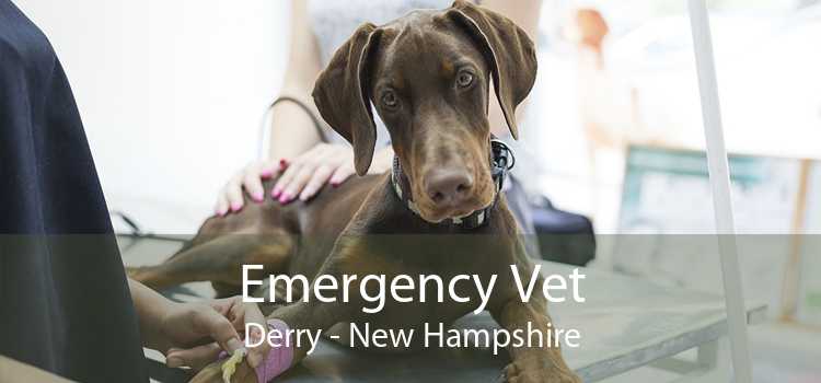 Emergency Vet Derry - New Hampshire