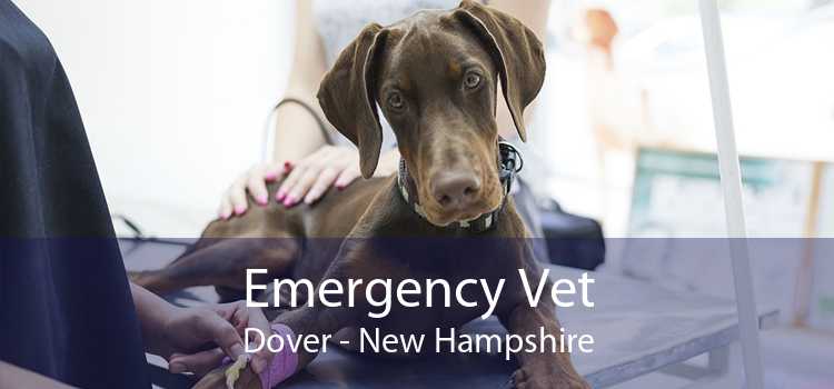 Emergency Vet Dover - New Hampshire