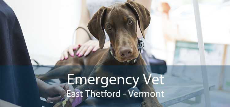 Emergency Vet East Thetford - Vermont