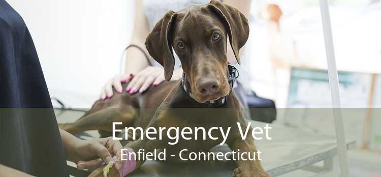 Emergency Vet Enfield - Connecticut