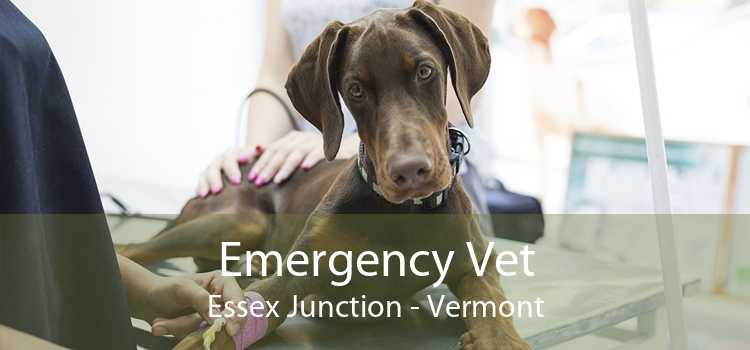 Emergency Vet Essex Junction - Vermont