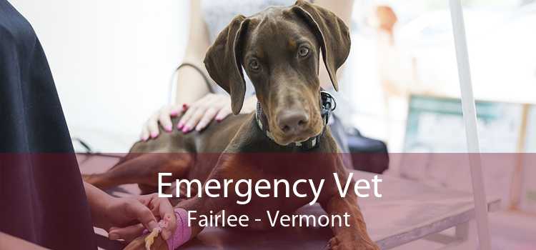 Emergency Vet Fairlee - Vermont
