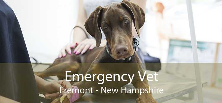 Emergency Vet Fremont - New Hampshire