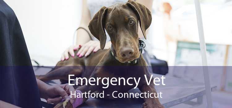 Emergency Vet Hartford - Connecticut