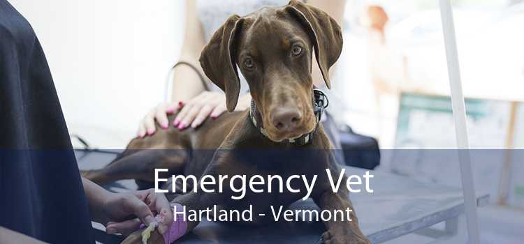 Emergency Vet Hartland - Vermont