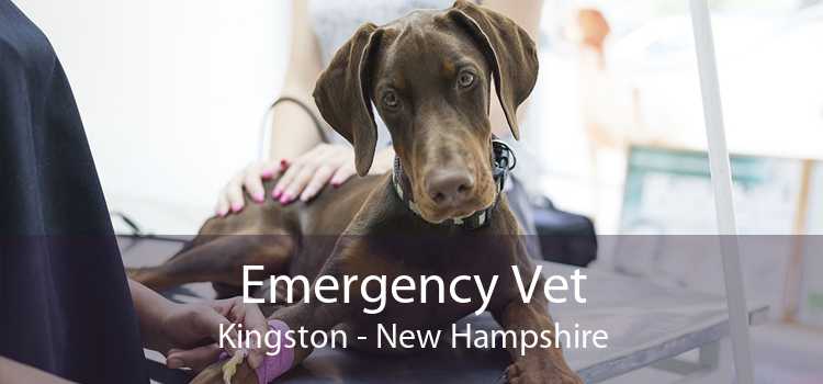 Emergency Vet Kingston - New Hampshire