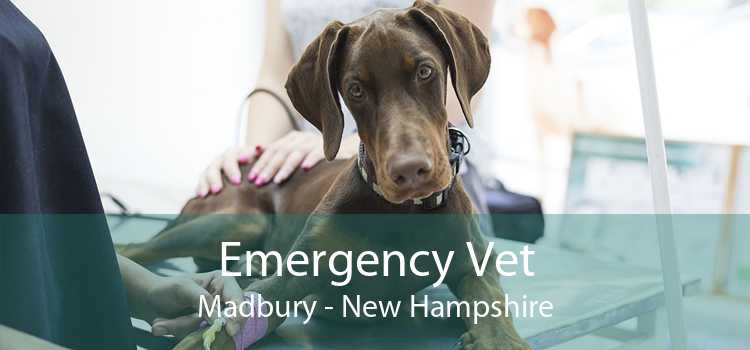 Emergency Vet Madbury - New Hampshire