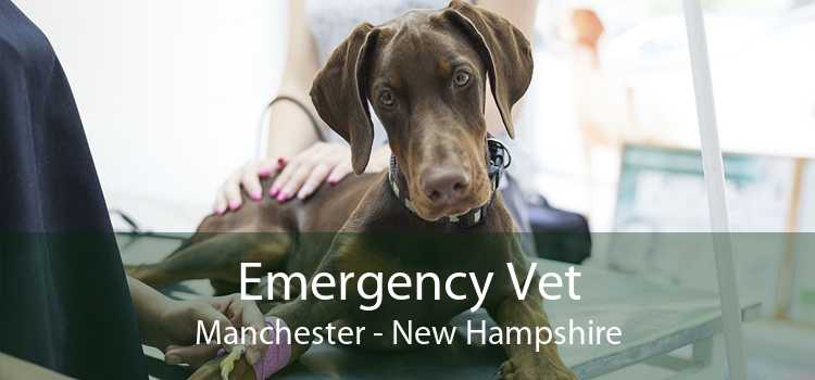 Emergency Vet Manchester - New Hampshire