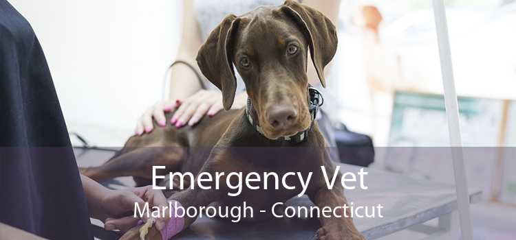 Emergency Vet Marlborough - Connecticut