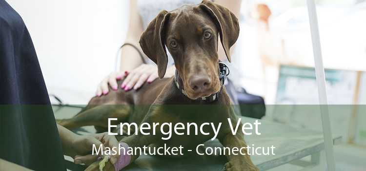 Emergency Vet Mashantucket - Connecticut