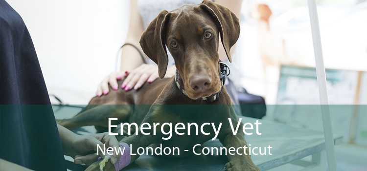 Emergency Vet New London - Connecticut