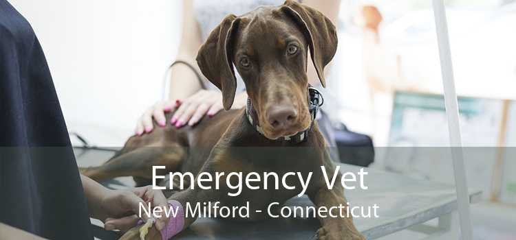 Emergency Vet New Milford - Connecticut