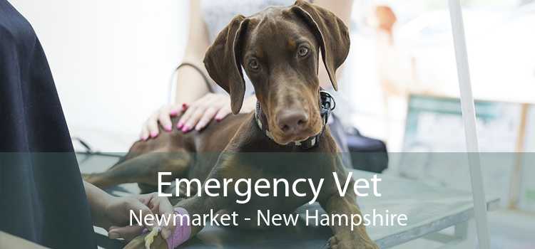 Emergency Vet Newmarket - New Hampshire